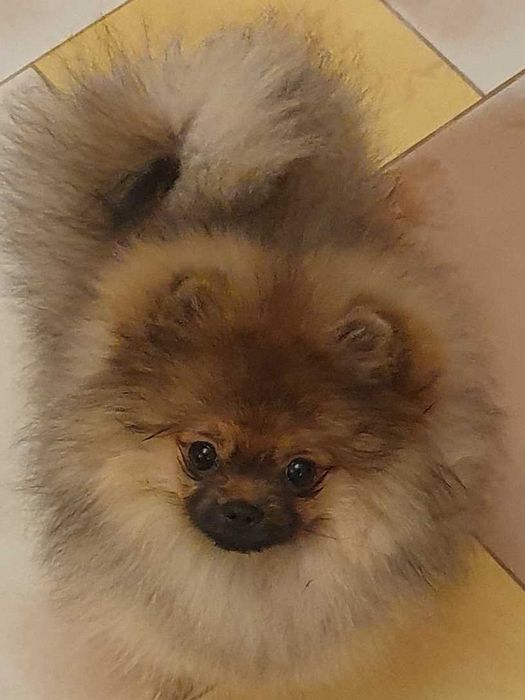 Pomeranian /suczka FCI
