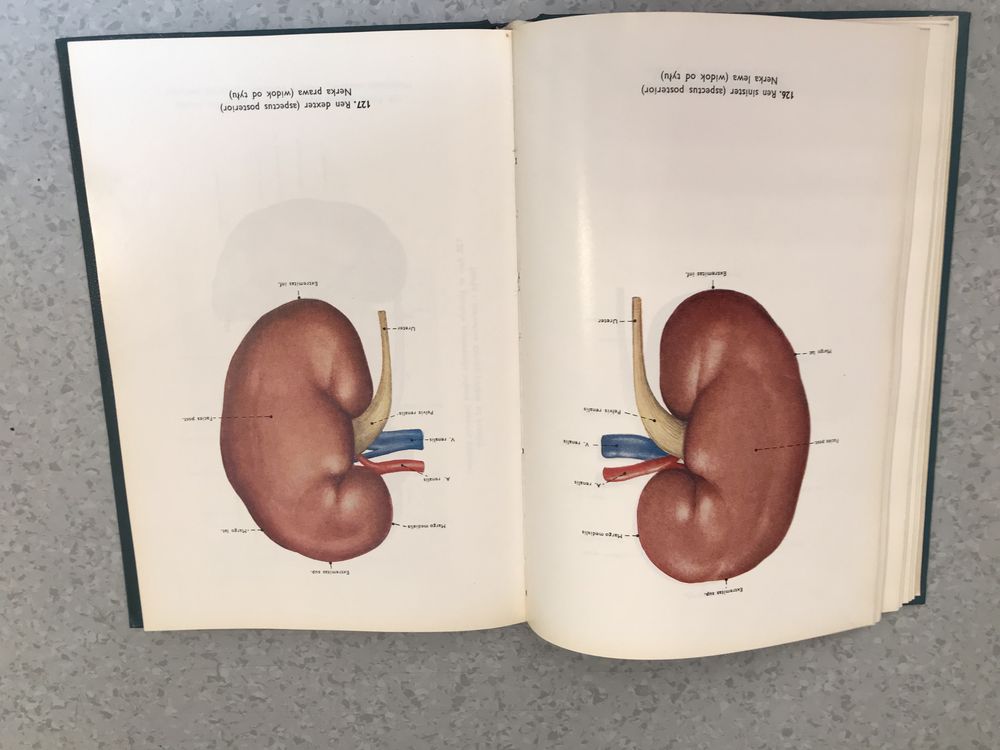 Atlas anatomii człowieka, tom 2 -  Stelmasiak, Osemlak