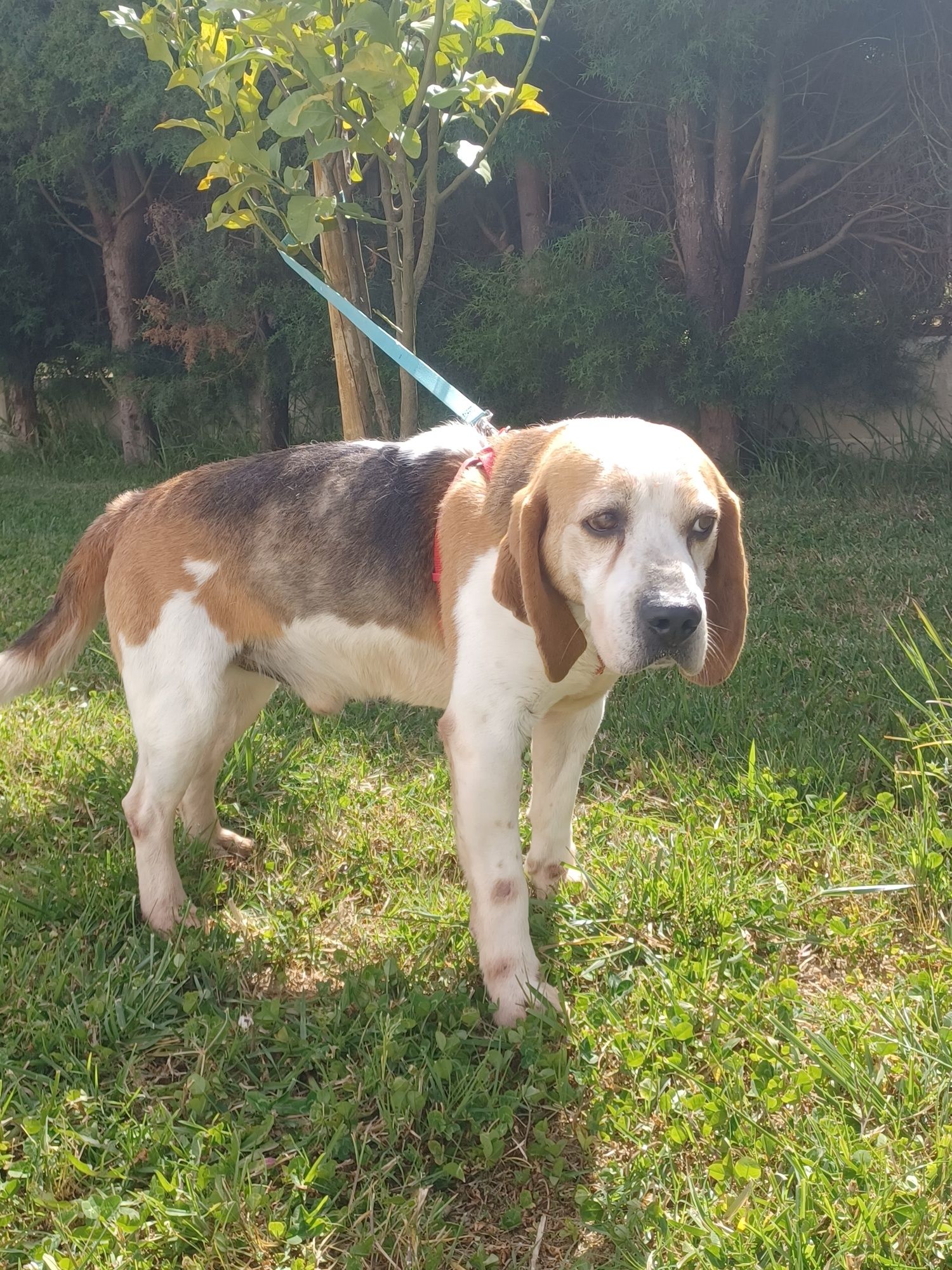 Cão com cerca de 6/7 anos de raça beagle para adoção responsável