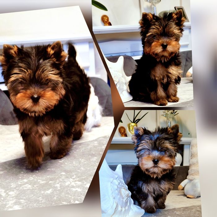 Yorkshire Terrier FCI ZKwP piesek