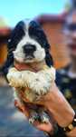 Cocker Spaniel Angielski - przepiękna rodowodowa suczka niepowtarzalny