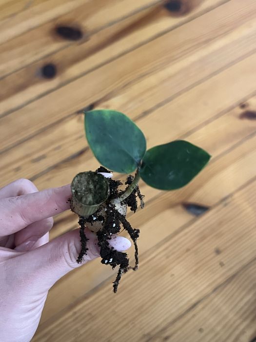 Zamiokulkas variegata ukorzeniona sadoznka