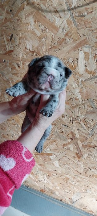 Элитные щенки французского бульдога