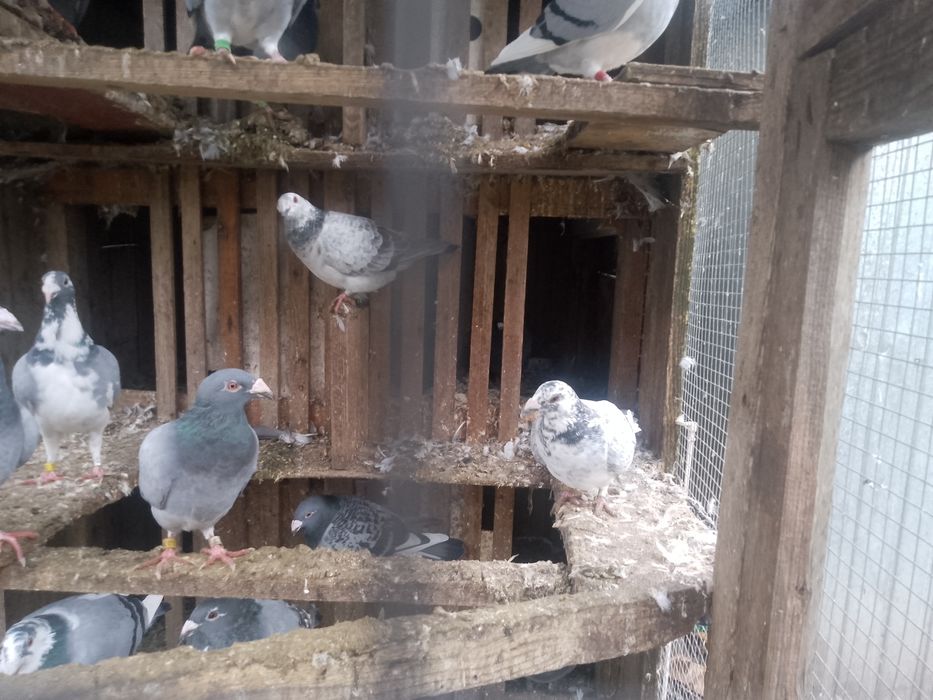 Gołębie staropolskie