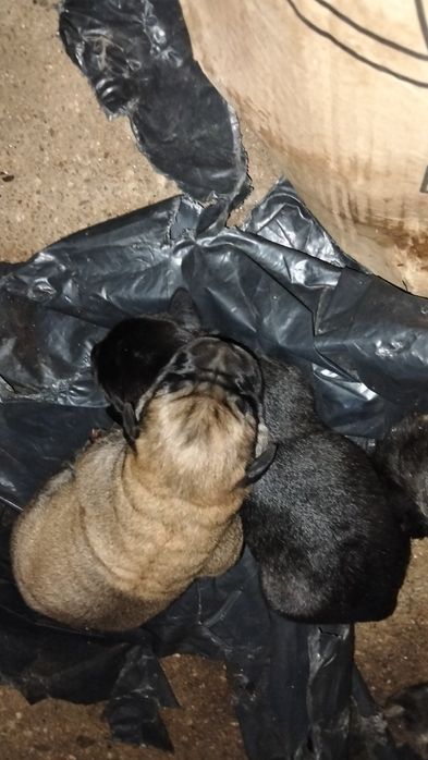 Filhote de labrador e serra da estrela para adoção
