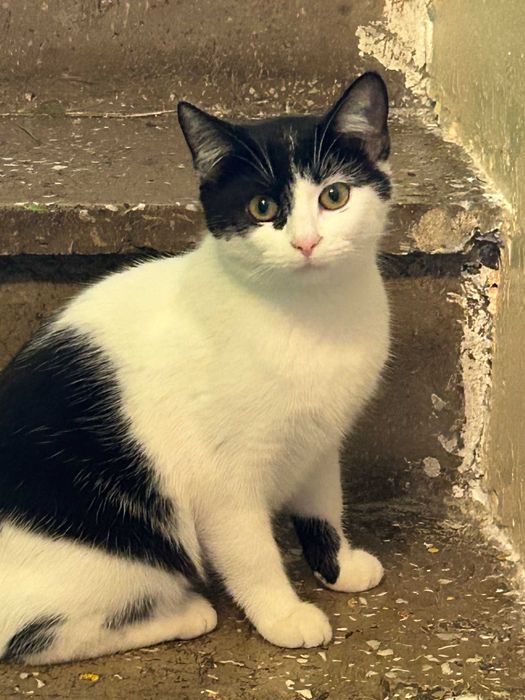 kilkumiesięczna Lumi - delikatna, z potencjałem na odważną towarzyszkę