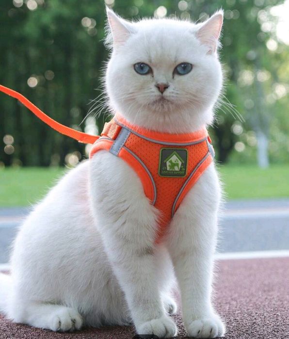 Conjunto De Arnês e trela