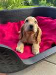 Cocker Spaniel Angielski -piesek