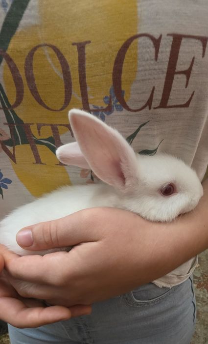 Coelhinhas anãs lindas