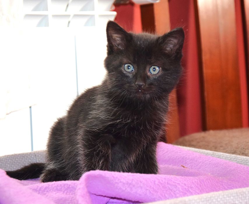 Cudne, kochane, bezdomne rodzeństwo kociąt szuka domków