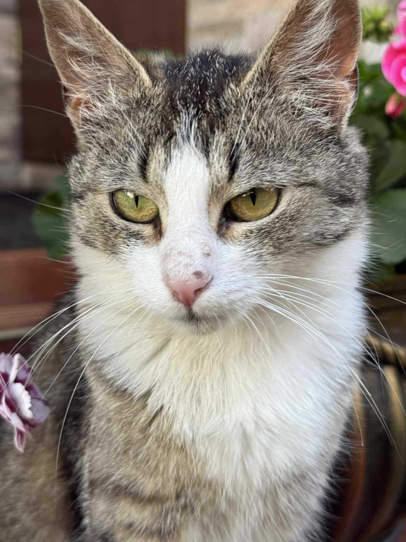 Mia młoda kotka do adopcji
