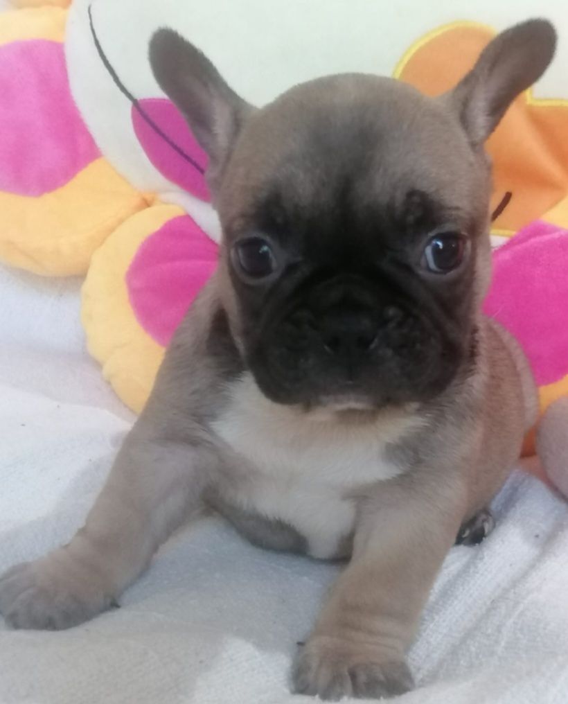 Bulldog FRANCÊS Menina  Miniatura   Red Fawn  Miniatura  PREÇO S