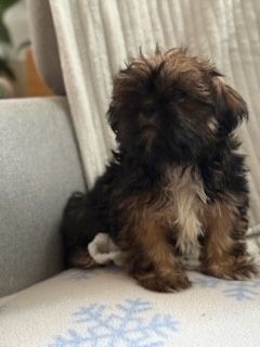 Sunia szczeniaczek Shih Tzu