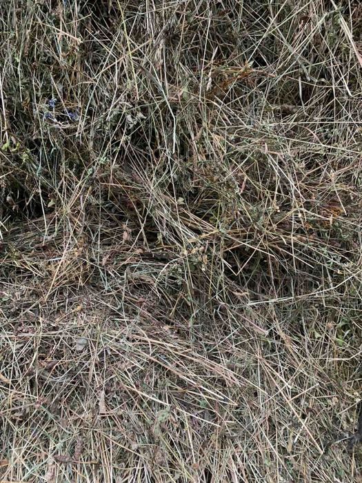 Продам сіно