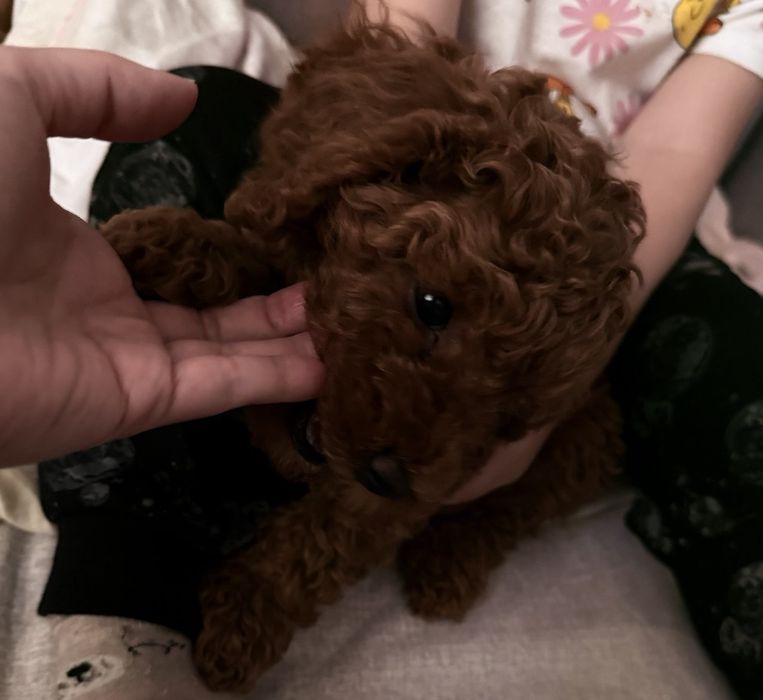 Продам пуделя той red brown.