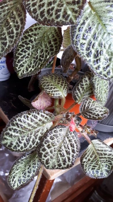 Эписция- Silver fog, Mondi rock.