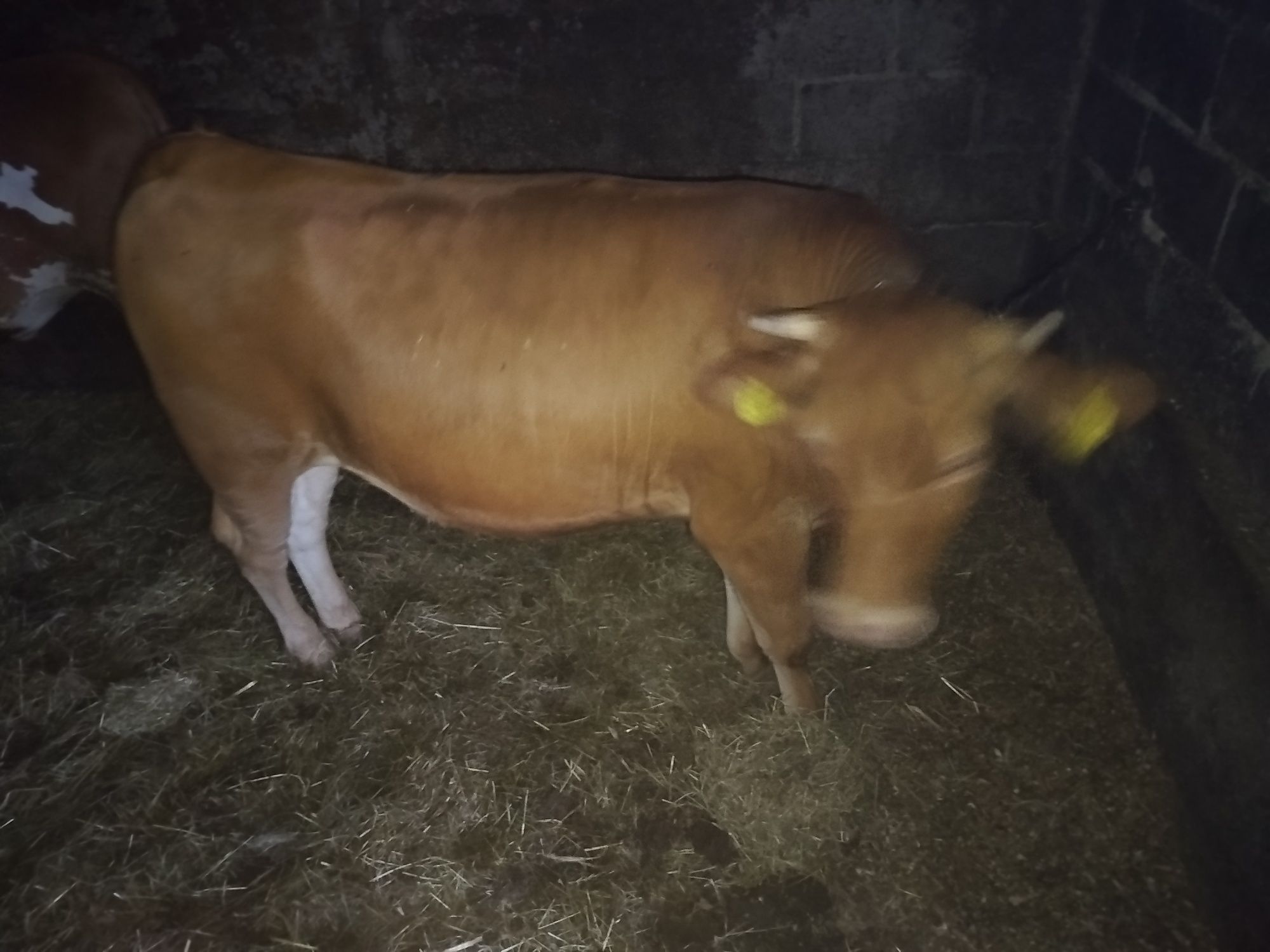 Sprzedam jałówkę mięsną