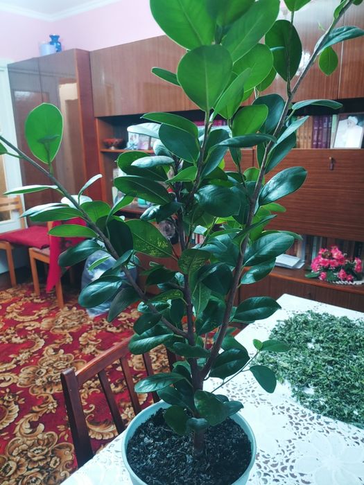 Продам гарний фікус.