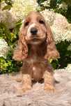 Cocker Spaniel angielski