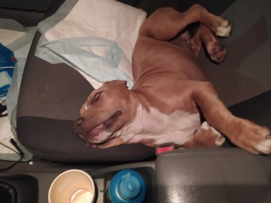 Индивидуальная перевозка ЖИВОТНЫХ по Украине и за границу, ЗООТАКСИ