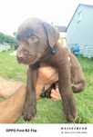 Labrador retriever szczeniak pies suczka