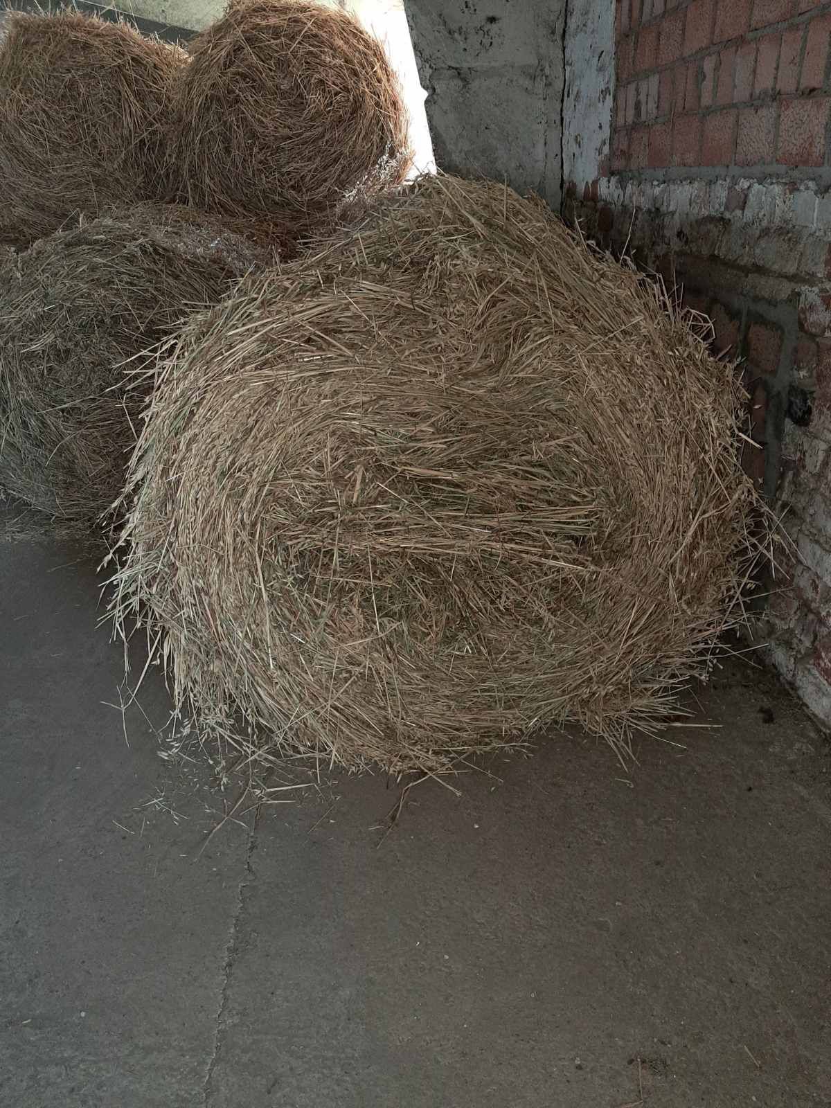 Продаю тюки овса