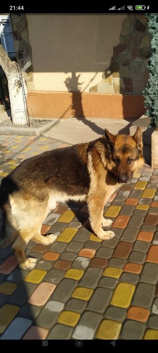 Пропала собака Малокатериновка