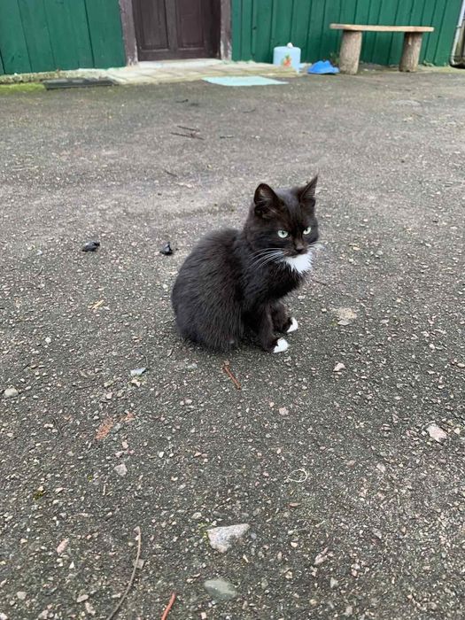 Кіт хлопець чорного кольору