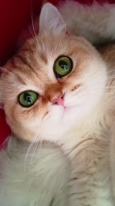 Шикарный прямоухий котик золотая шиншилла Хайленд