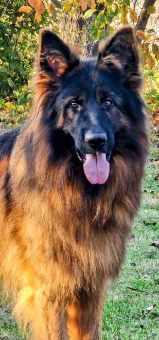 Owczarek Niemiecki Długowłosy- zapraszamy do rezerwacji maluchów!