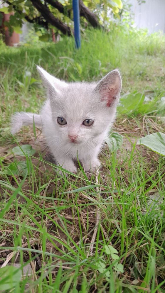 кошенята в добрі руки