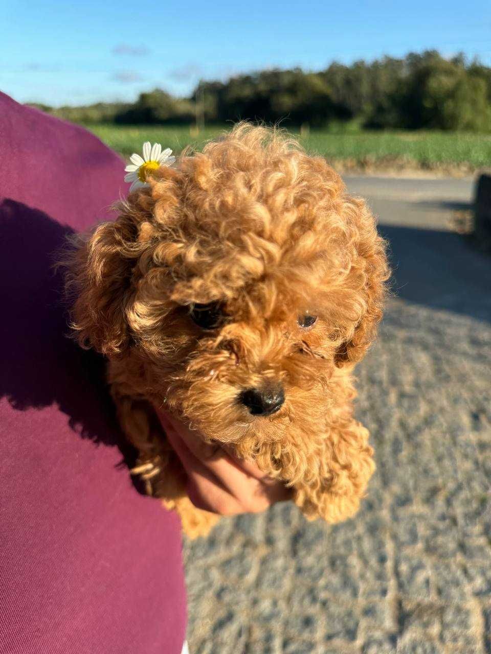 Toy Caniche Mini Micro Menina 1,2 kilo