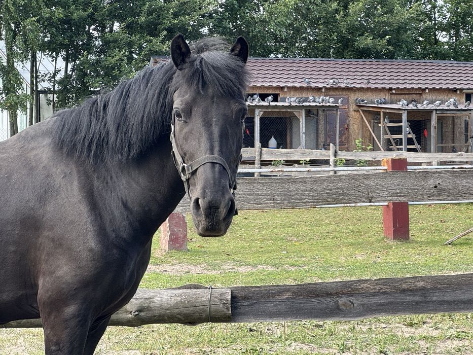 hucul do towarzystwa