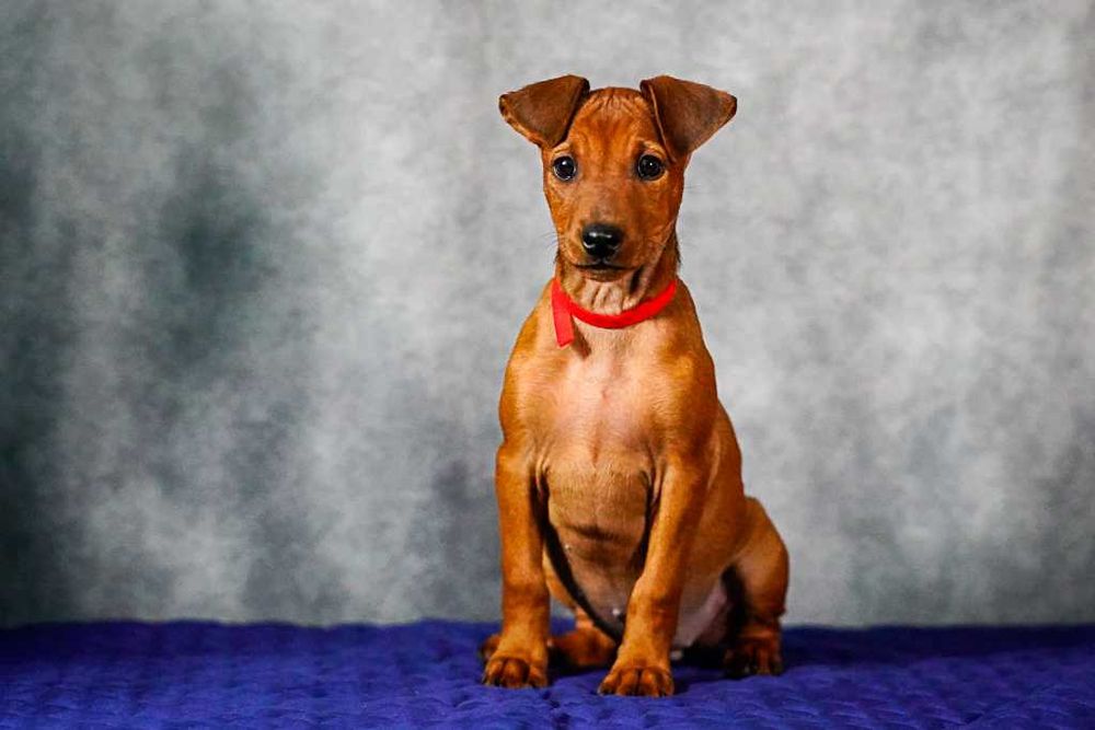 Pinczer średni - pinczer niemiecki - suczka do odbioru