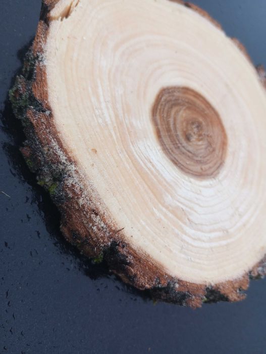 Plaster drewna Wierzba krążek 10-15 cm 2cm