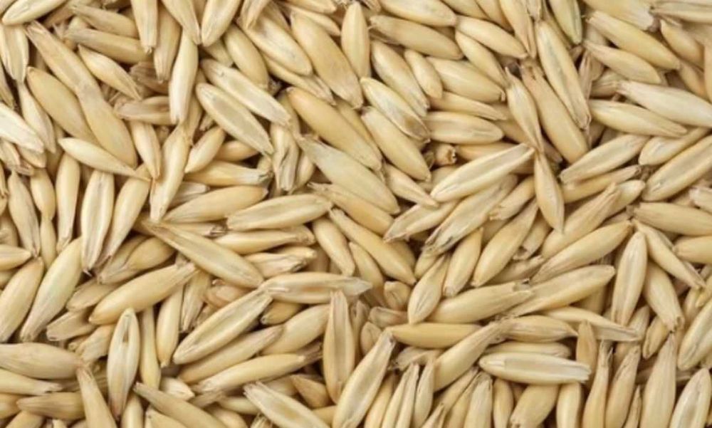 OWIES pasza poplon ziarno