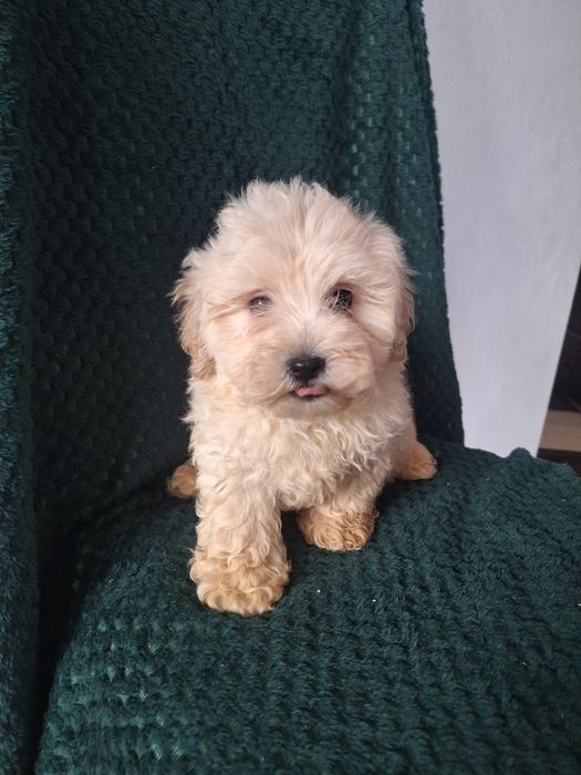 Maltipoo-Maltańczyk -pudel