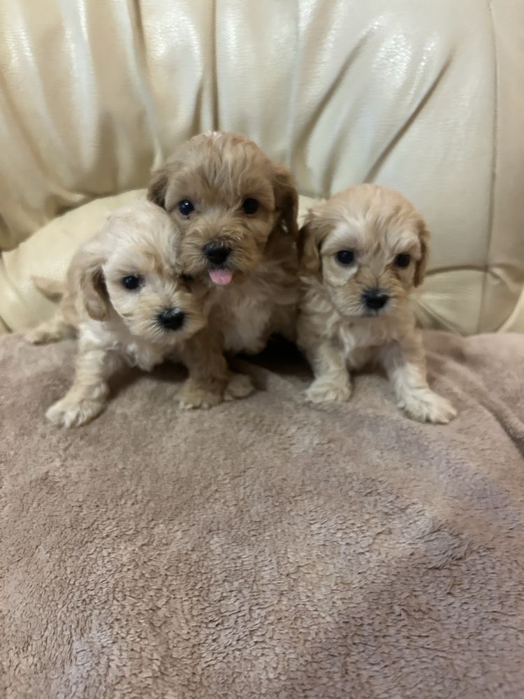 Piesek maltipoo F1