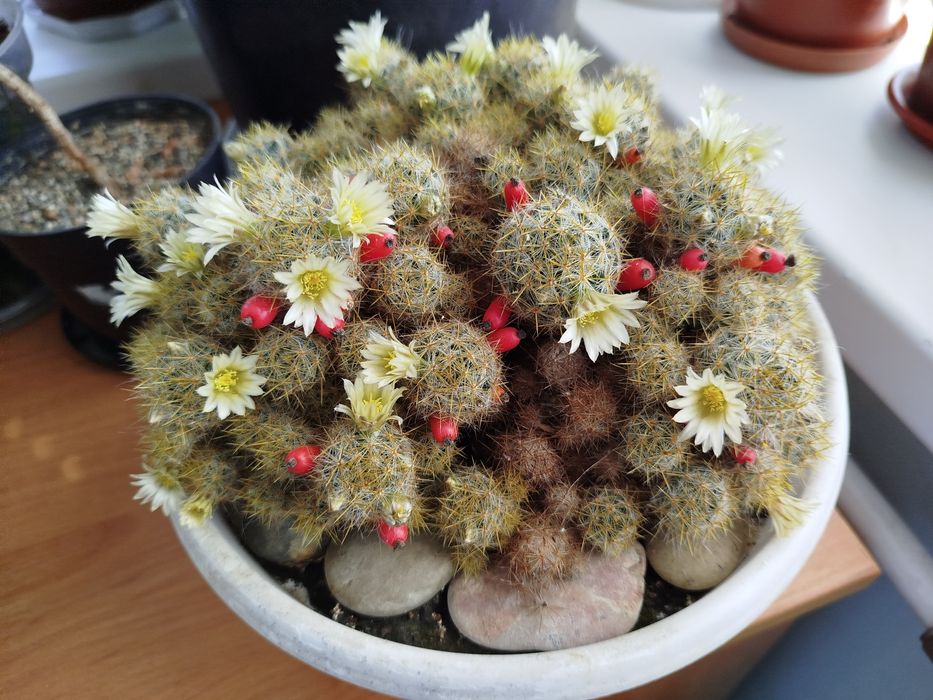 Комнатные растения, экзоты, саженцы и черенки