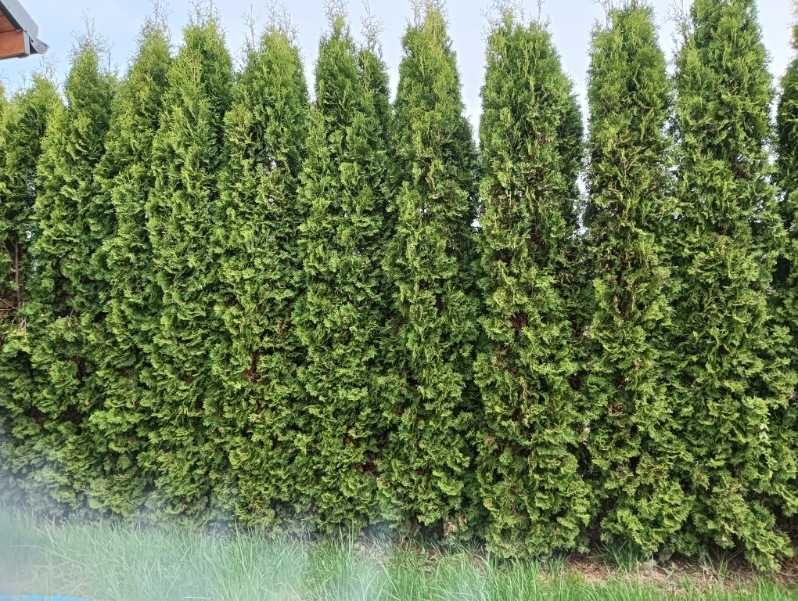 Tuja kolumna kolumnowa na żywopłot sadzonki 120cm.
