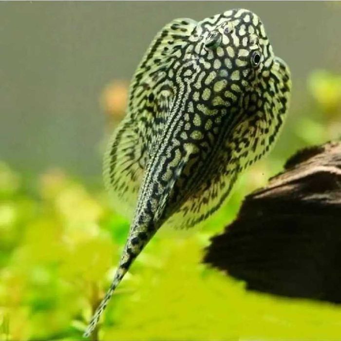 Peixes variados tropicais
