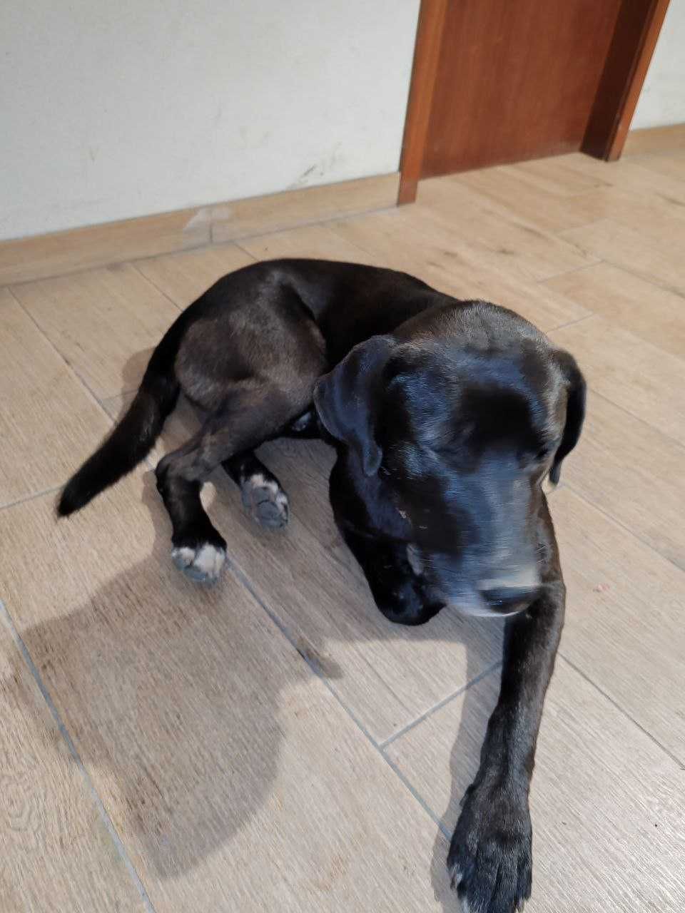 Cão para adoção (com chip e vacinas)
