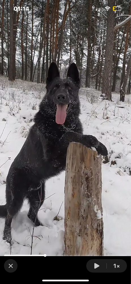 Цуценята німецької вівчарки
