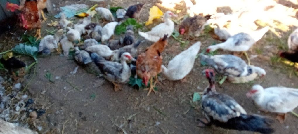 Troco  patos mudos