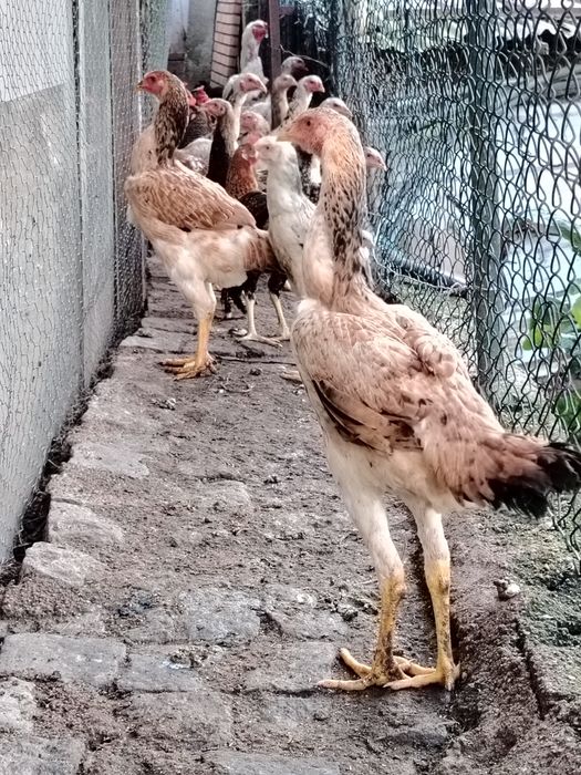 Galinhas Índio Gigante