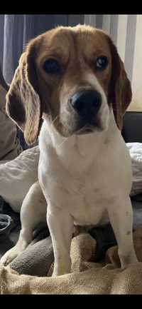 Pies rasy beagle