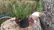 Stapelia/ Orbea Variegata/ Gwiazda szeryfa - duże sadzonki