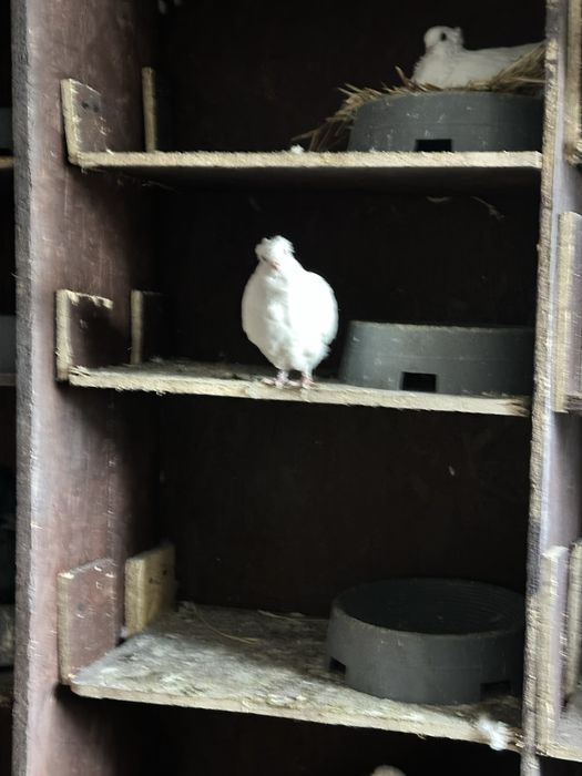 Gołebie dryjery czarny ogon 2025