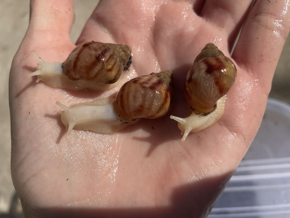 4 см малюки ахатини