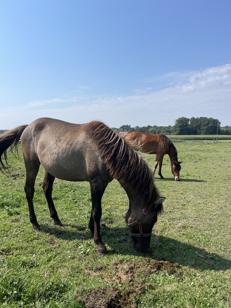 Klacz huculska, hucuły